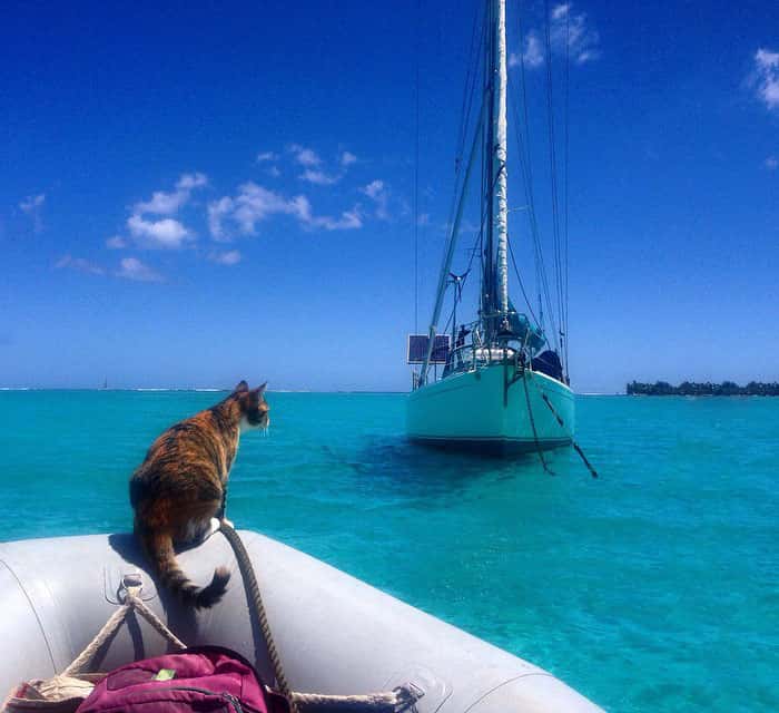 sailing-cat-travelling-world-liz-clark-1