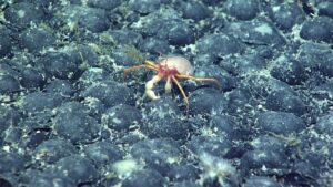 Cangrejos y corales. North Atlantic Stepping Stones New England y Corner Rise Se. Imagen NOAA Ocean Exploration, 2021.