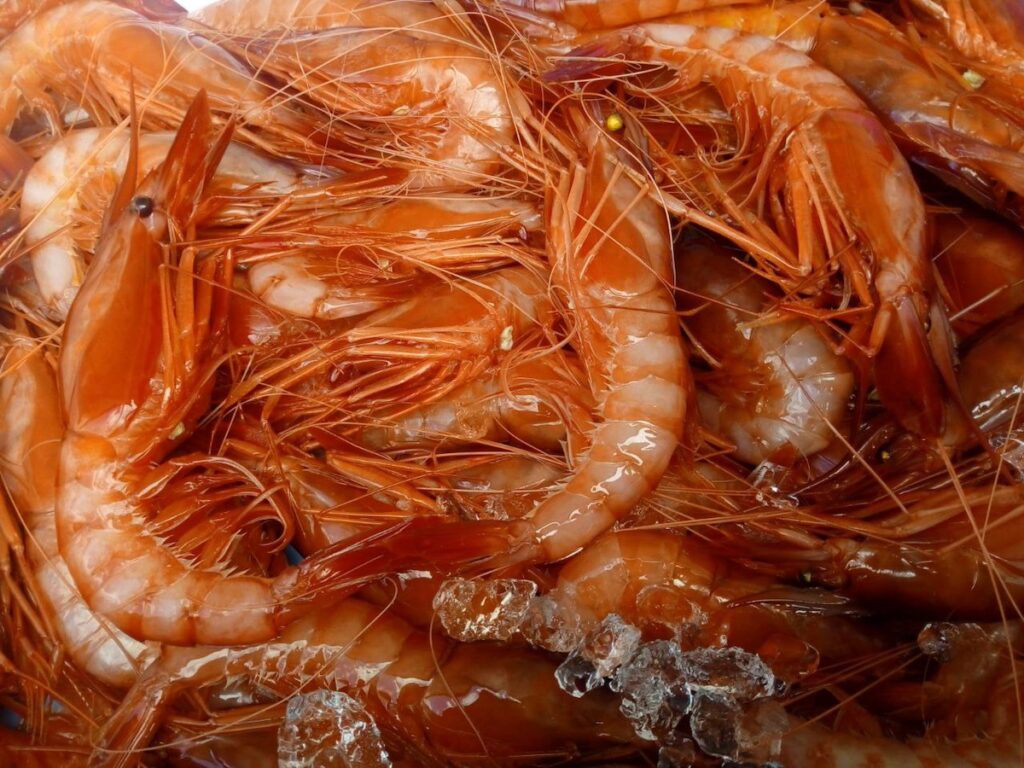 Gamba Roja